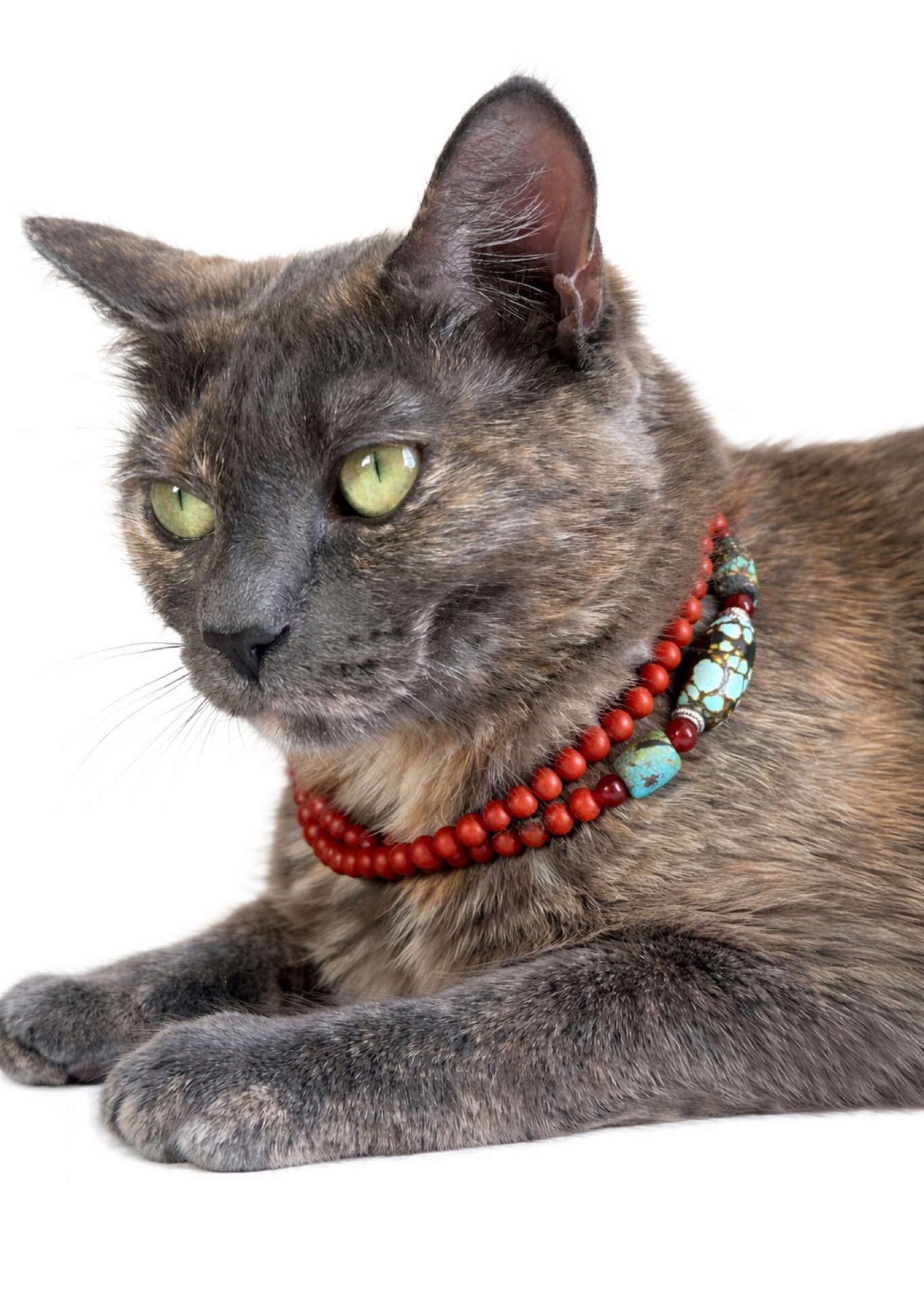 My Cat with an Agate Bracelet